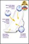 20 Pack Women's Pads Ultra Night Sanitary Pads - 3