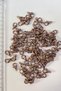 1000 Pieces Copper Color Parrot Clip Pear Clip Jewelry Clip (Parrot No:512) Size: 6*12 mm – Beads - 2