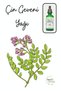 Astragalus (Chinese Astragalus) Oil 2x50 ml - 2