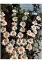 Daisy Crown, Bridal Crown, Bridal Hair Accessory, Bridal Hair Clip, Daisy Crown - 4