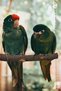 5 Pieces Natural Wooden Bird Perches for Parrot - Wooden Bird Parrot Stand - 5