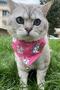 Cat and Small Breed Dog Collar with Scarf Adjustable Collar and Clinker