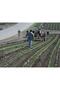Fixing Stake 50 Pieces Clip-On Drip Irrigation Part - 2