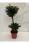 Dracaena Compacta - 2