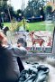 Gazelle And Her Friends Glass Wall Kids Room Sticker - 3
