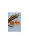 Unisex Women Men Uv400 Protected Zebra Orange Oval Rectangular New Season Sunglasses - 3