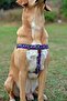 Flamingo Dog Collar Set - 2
