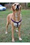 Flamingo Dog Collar Set - 5