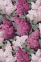 Hydrangea Flower Patterned Multicolored Woven Base Digital Printed Carpet Mira 1397