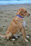 Flamingo Dog Collar Set - 3