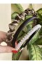 Set of 3 satin and crystal stone crowns - 3