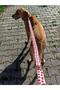 Watermelon Standard Dog Collar Set and Accessories (with scarf and bow tie) - 3