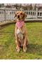 Watermelon Standard Dog Collar Set and Accessories (with scarf and bow tie) - 5