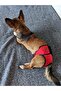 Female Dog Menstrual and Urination Pants with Pads, Washable
