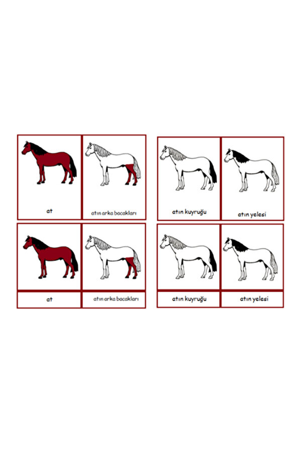 Ada Montessori Montessori Atın Kısımları 3 aşamalı Pvcli Kart
