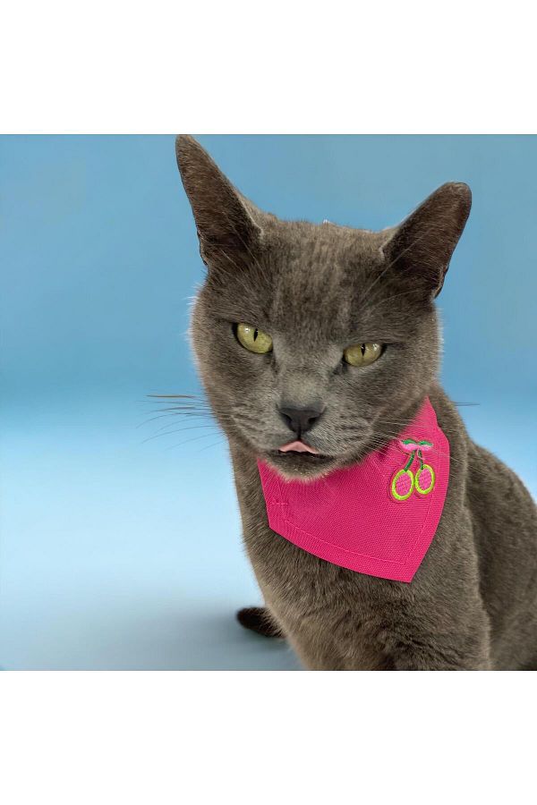 Dress with cat collar outlet