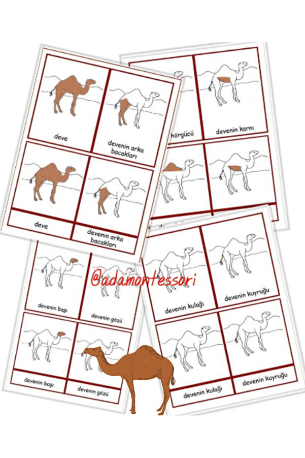 Ada Montessori Devenin Kısımları Kartları Deve Obje