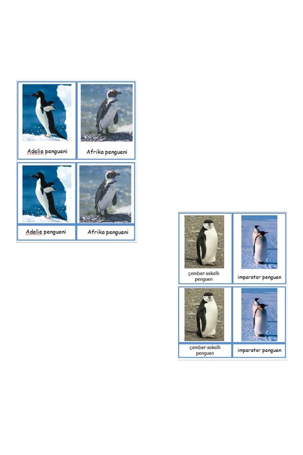 Ada Montessori Penguenler Bilgilendirme ve 3 Aşamalı kartları