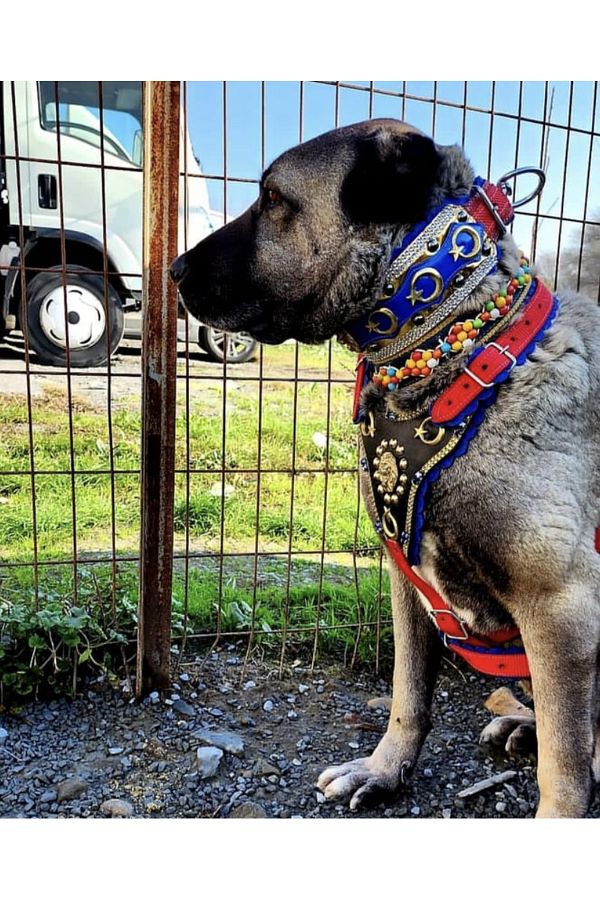 Surmeli Tasma Kangal Dog Collar Set Chest Neck Collar 1stClass Gladiator Trendyol