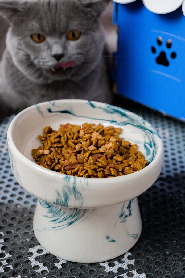 Cat food and water dish top