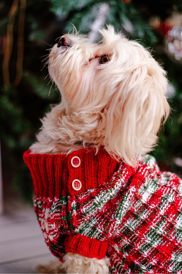 Nikadu Small and Large Breed Dog Christmas Sweater Dog Knitwear Trendyol