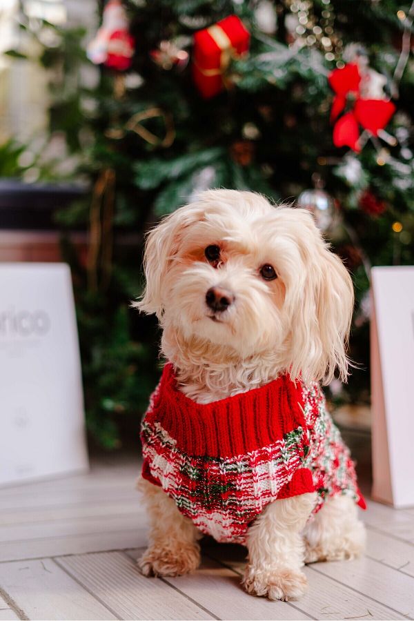 Nikadu Small and Large Breed Dog Christmas Sweater Dog Knitwear Trendyol