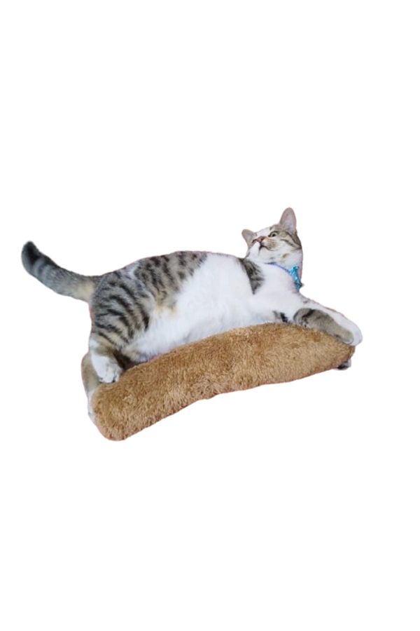 Cat hugging pillow new arrivals