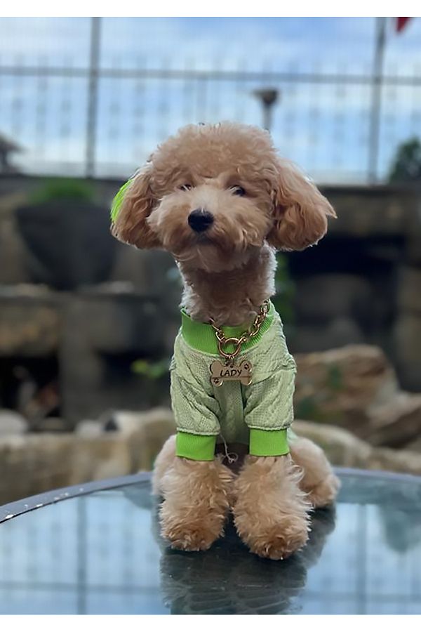 PETITE Pistachio Green Dog Sweater Dog Clothing Trendyol