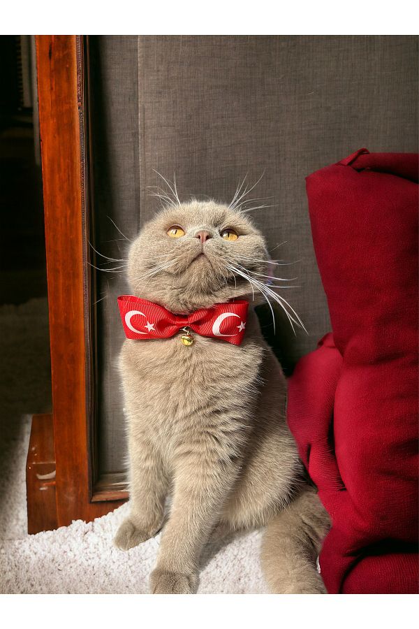 Melo Turkish Flag Patterned Ribbon Cat and Small Breed Dog Collar Trendyol