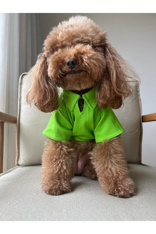 Lacoste dog clothes cheap