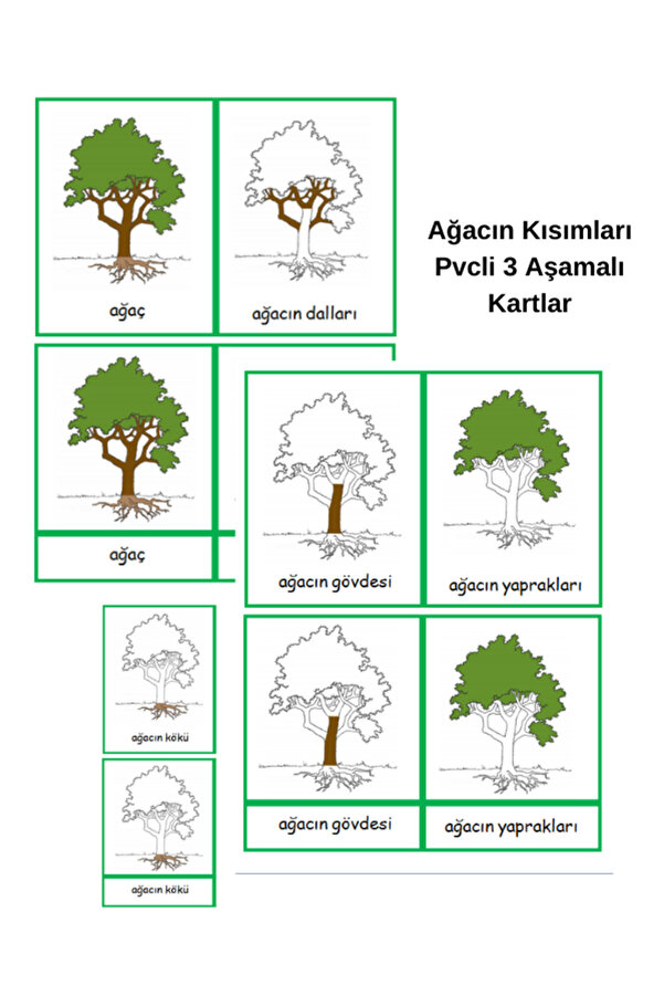 Ada Montessori Montessori Ağacın Kısımları Kartları