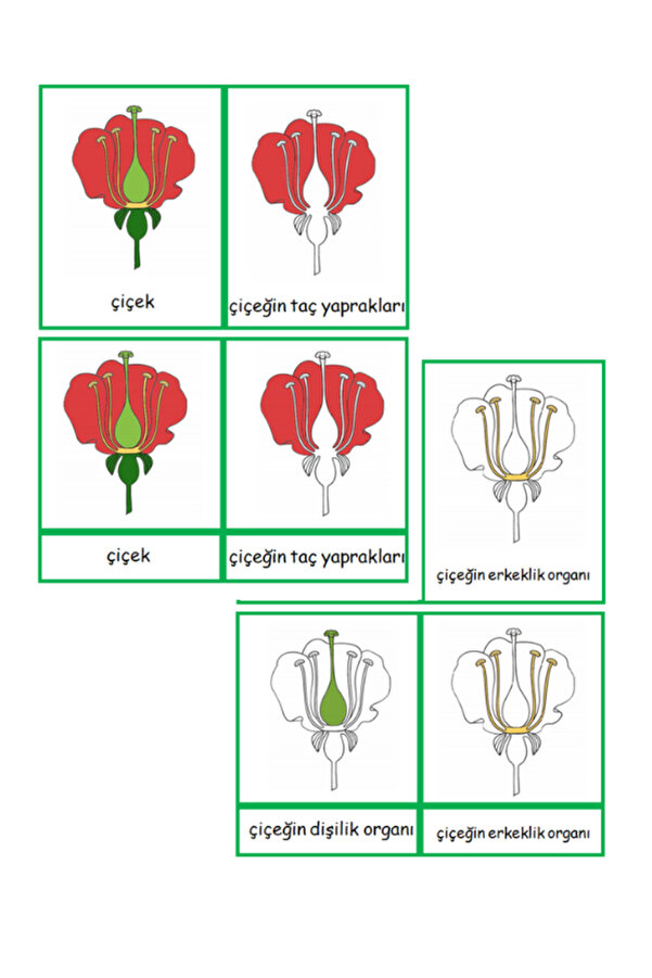 Ada Montessori Çiçeğin kısımları 3 aşamalı pvcli kartlar