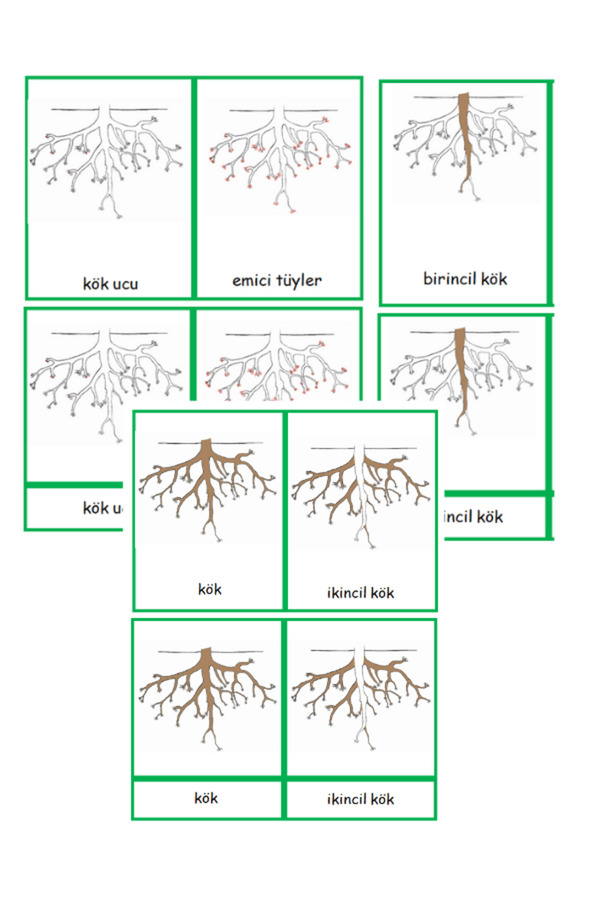 Ada Montessori Montessori Kozmik Kökün Kısımları Kartları