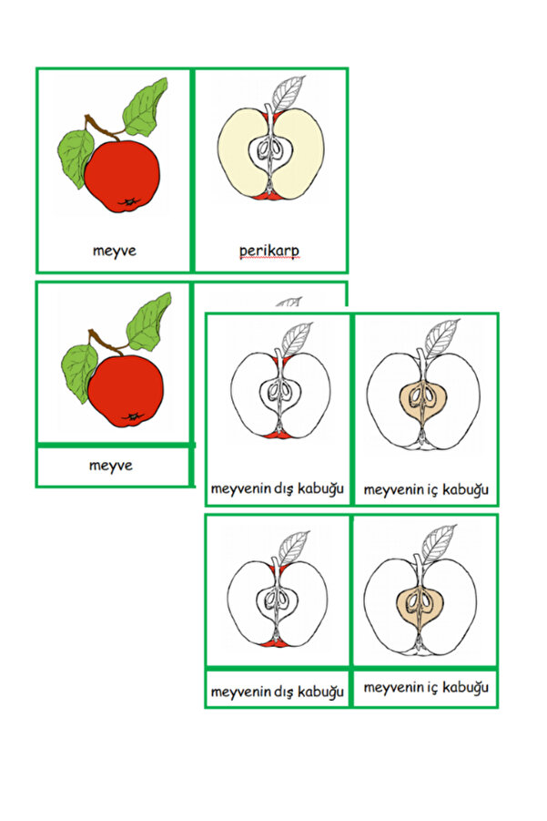 Ada Montessori Meyvenin Kısımları 3 aşamalı kart Montessori Kozmik