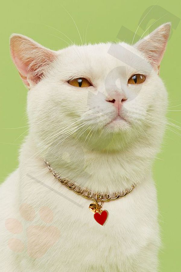 Petella Cat Collar Chain Cat Necklace with Heart Detail Adjustable Gold Chain with Bell Red Trendyol