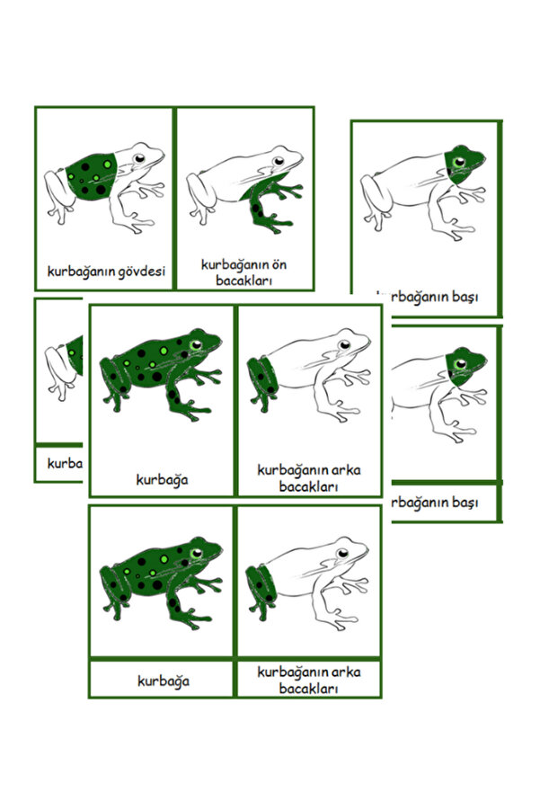 Ada Montessori Kurbağanın kısımları 3 aşamalı kart