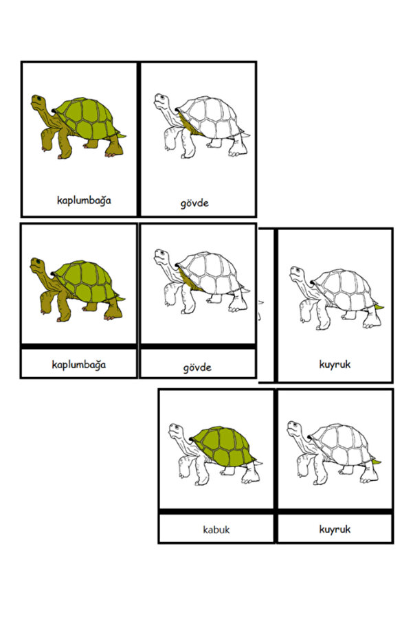 Ada Montessori Kaplumbağanın Kısımları 3 aşamalı kartları