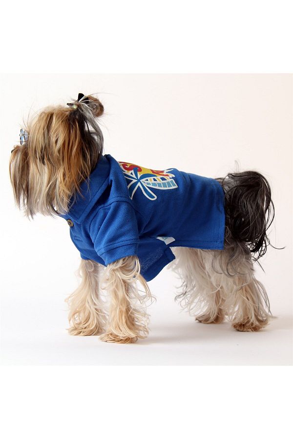Lacoste dog clothes cheap