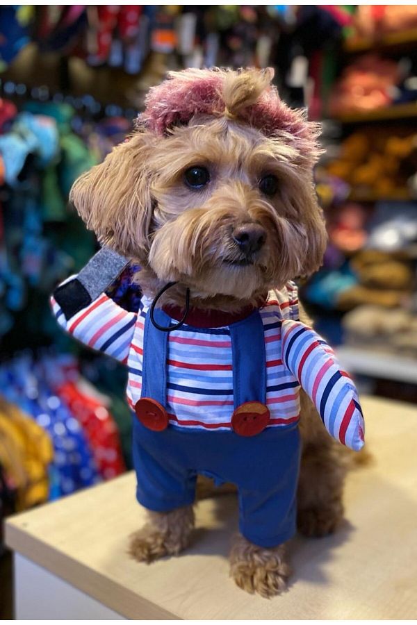 Chucky cat costume new arrivals