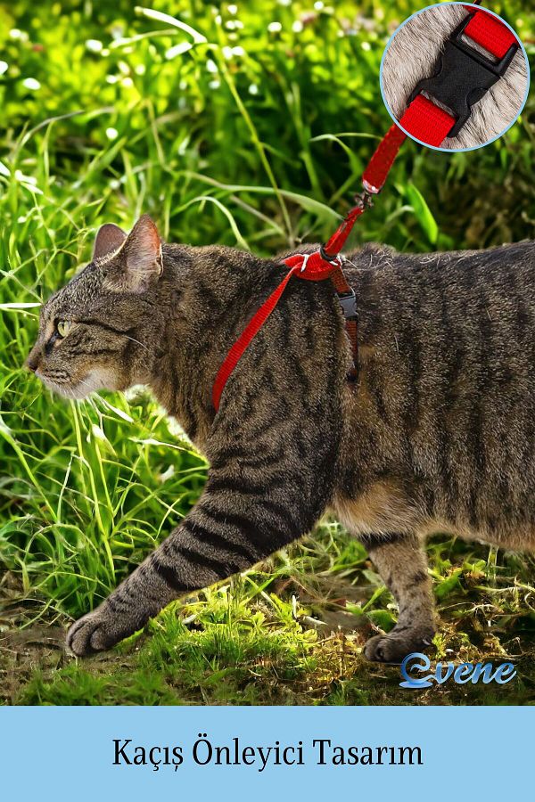 Thin cat collar outlet