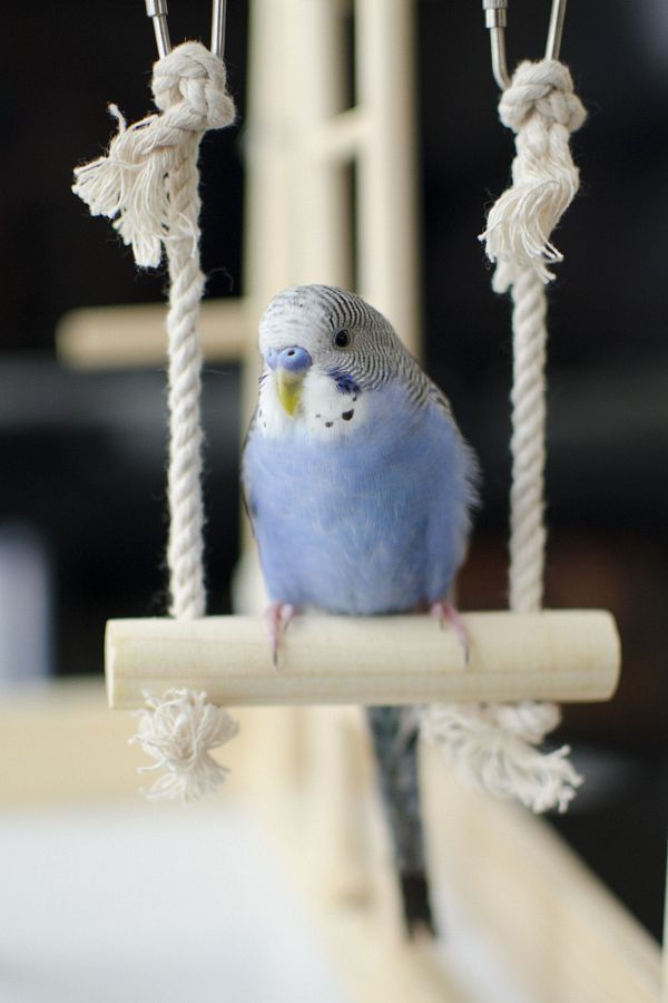 Alyones Budgie Cage Swing Bird Toy Trendyol