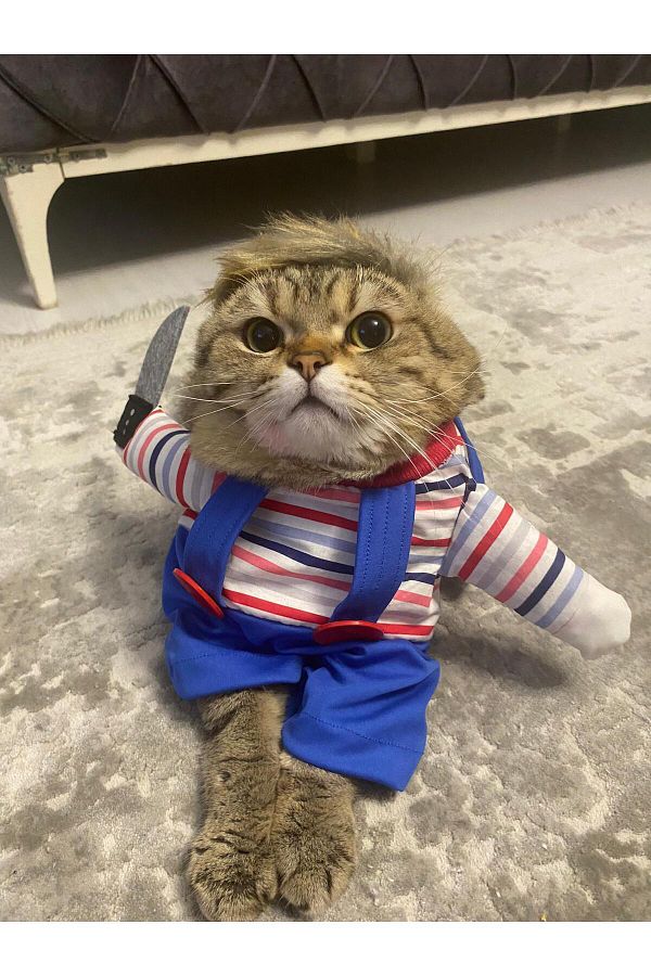 Killer cat costume outlet