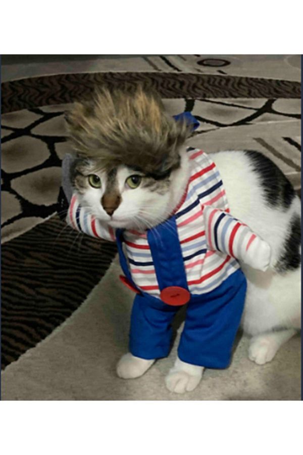 Sosyal Patiler Killer Baby Chucky 4 6 KG Cat Costume S Trendyol