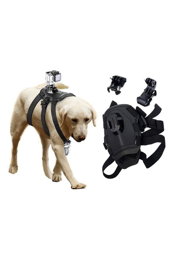 Gopro dog collar shop