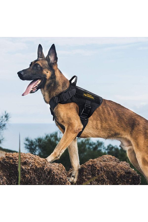 Julius k9 harness german shepherd store