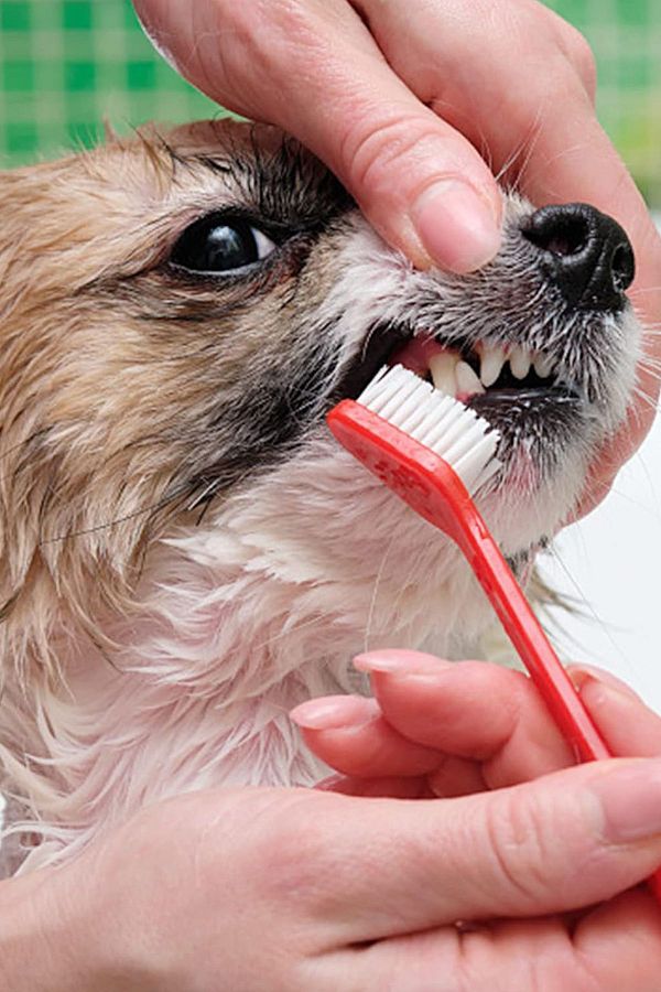 Beatitude 4 Double Sided Cat Dog Toothbrushes Pet Personal Care Products Trendyol