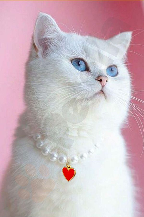 Petella Cat Collar Cat Necklace Red Heart Pearl Adjustable Cat Necklace Trendyol