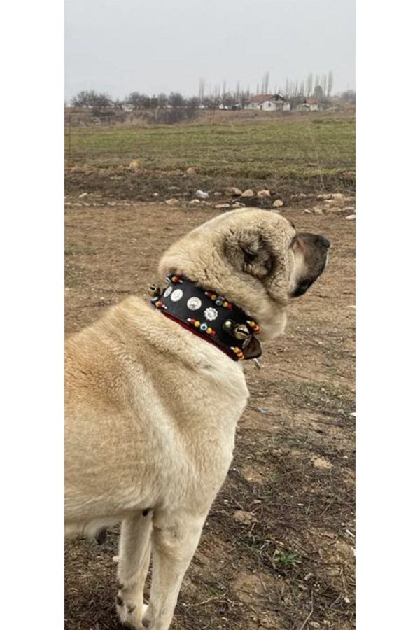 Kangal spiked collar sale