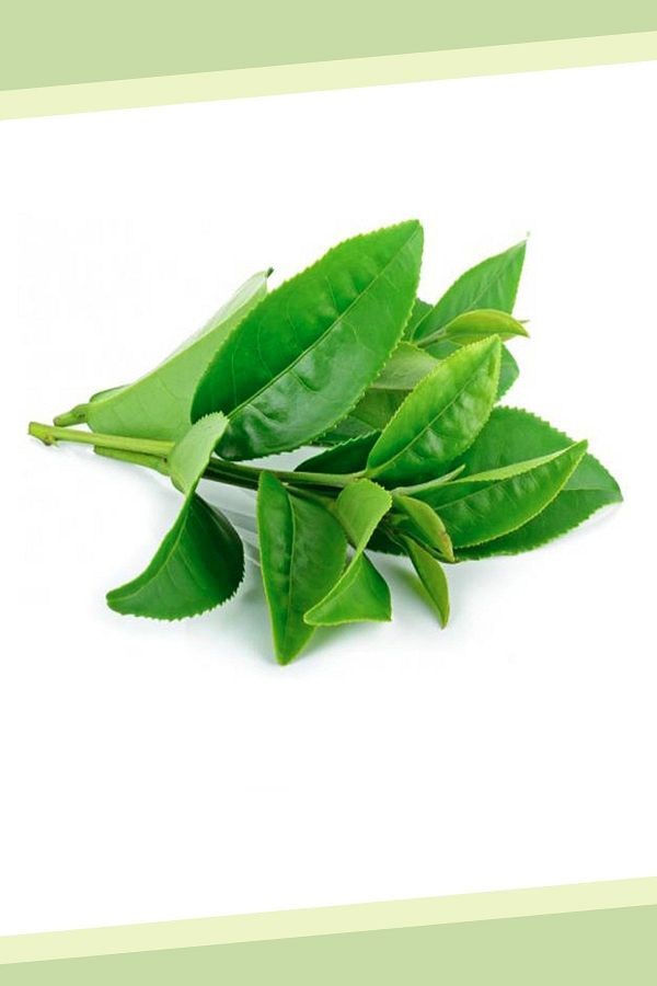 Pati Mama-Fresh Laurel Leaf for Alanya - From the Branch and the Same Date (250 Gr) 1
