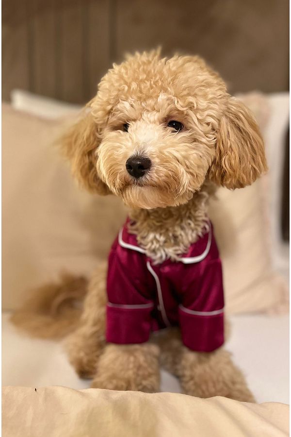 Petit dog apparel top